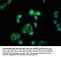 IRF9 Antibody