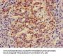 IRS2 Antibody