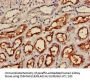 IRS2 Antibody