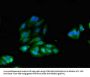 IRS2 Antibody
