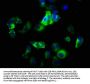 ITGA2 Antibody