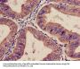 ITGA2 Antibody