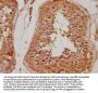 ITGA8 Antibody
