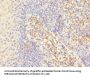 ITGAE Antibody