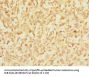 ITGAE Antibody