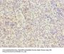 ITGAL Antibody