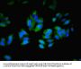 ITGAL Antibody