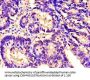 ITGAM Antibody