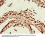 ITGAM Antibody