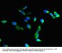 ITGAM Antibody