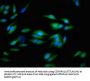 ITGAV Antibody