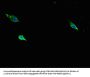 Itgb1 Antibody