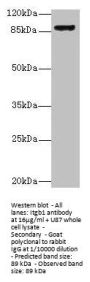 Itgb1 Antibody