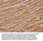 ITGB1BP1 Antibody