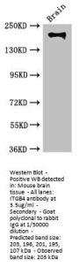 ITGB4 Antibody