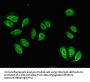 ITGB4 Antibody