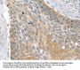 SIK1 Antibody