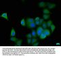 KALRN Antibody