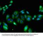 KCNA1 Antibody
