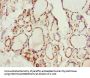 KCNA3 Antibody
