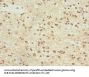 KCNA3 Antibody