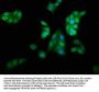 KCNAB1 Antibody