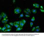 KCNC1 Antibody