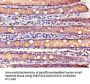 KCNE1 Antibody