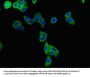 KCNE1 Antibody