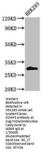 KCNIP3 Antibody