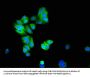 KCNIP3 Antibody