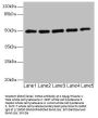 KCNJ4 Antibody