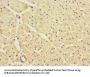 KCNJ4 Antibody