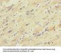 KCNJ4 Antibody