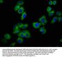 KCNJ5 Antibody