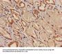 KCNK1 Antibody