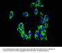 KCNK1 Antibody