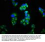 KCNK3 Antibody