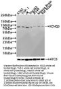 KCNQ3 Antibody