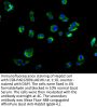 KCNQ3 Antibody