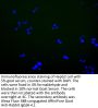 KCNQ3 Antibody