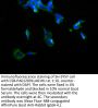 KCNQ3 Antibody