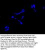 KCNQ3 Antibody