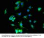 KCNQ4 Antibody
