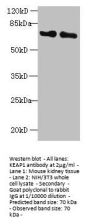 KEAP1 Antibody