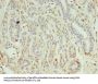 KEAP1 Antibody
