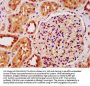 IST1 Antibody