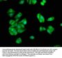 IST1 Antibody