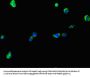 KIAA0513 Antibody