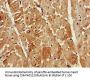 ATG13 Antibody